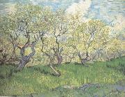 Vincent Van Gogh Orchard in Blossom (nn04) oil painting reproduction